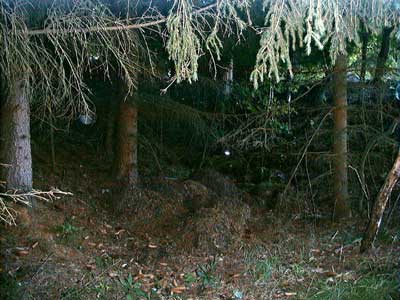 Ruine M&ouml;stling
